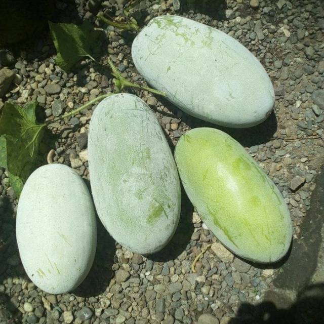 

Buah Beligo 2 kg segar Baru petik, untuk Herbal