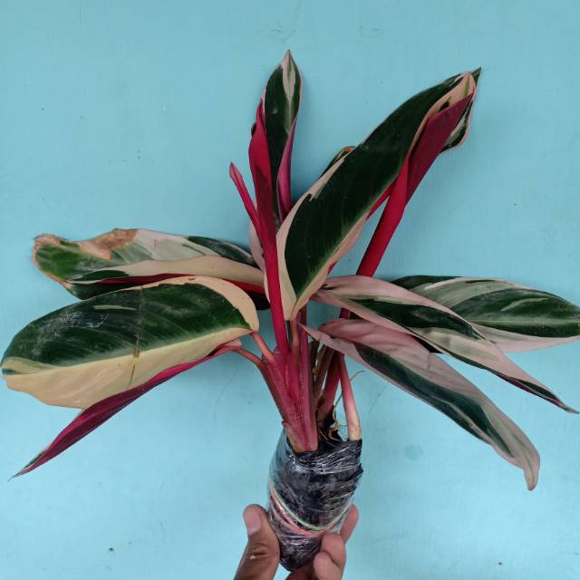Calathea multicolor