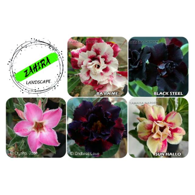 Paket (E2) 5 Bibit Bunga Kamboja Adenium Bunga Tumpuk - Tanaman Hias