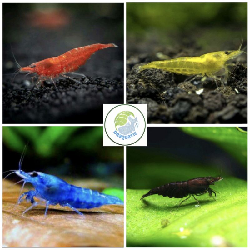 Udang hias Red cherry | Black coco | Blue Diamond | Yellow Fire Aquarium Aquascape