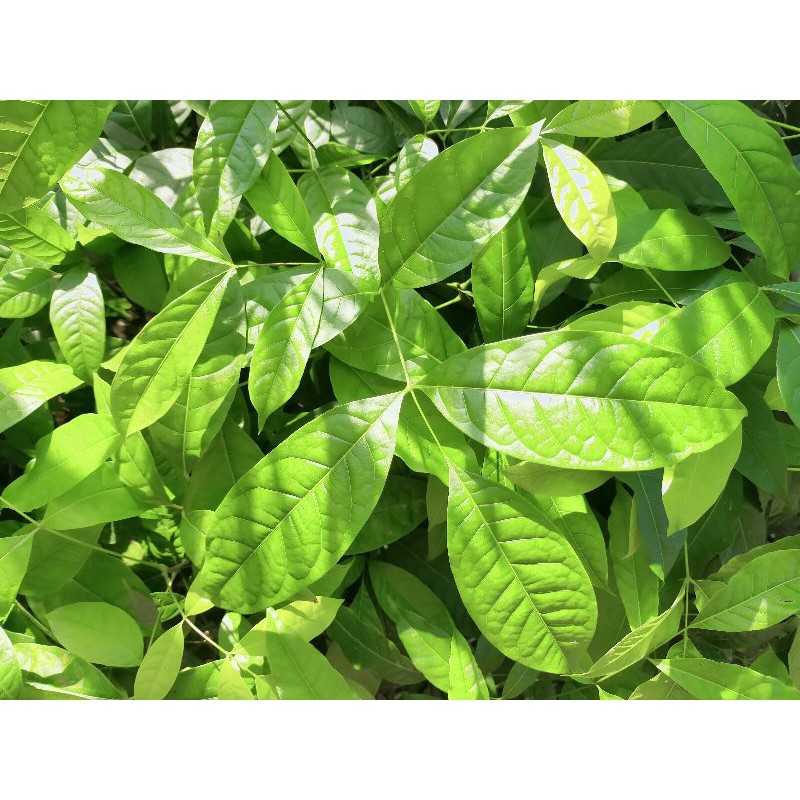 

DAUN MAHONI Special ECOPRINT/ECODYEING