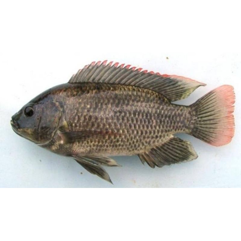 

Ikan Mujair Segar Gratis Potong 500 gram/1000 gram - Ikan Segar Listy