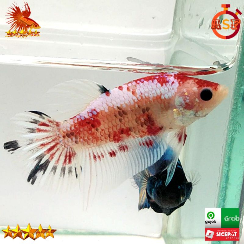 Ikan Cupang Koi Line Koi Cooper Code 01