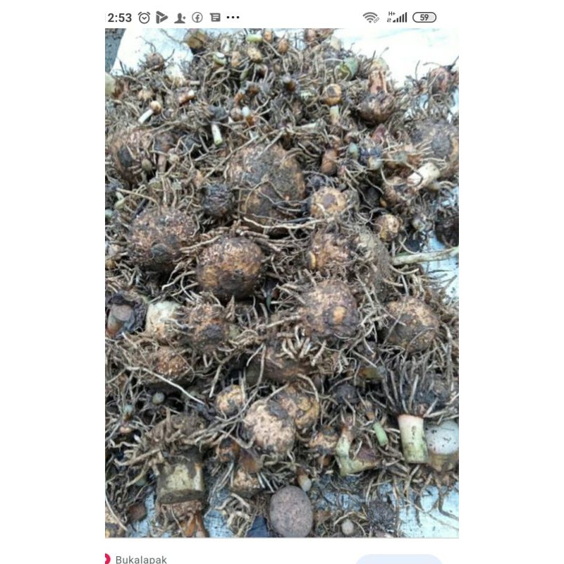 benih bibit porang potesan siap tanam