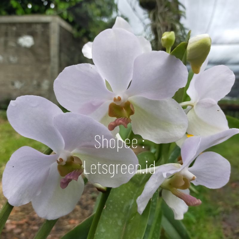 Anggrek Vanda Mokara White Delight