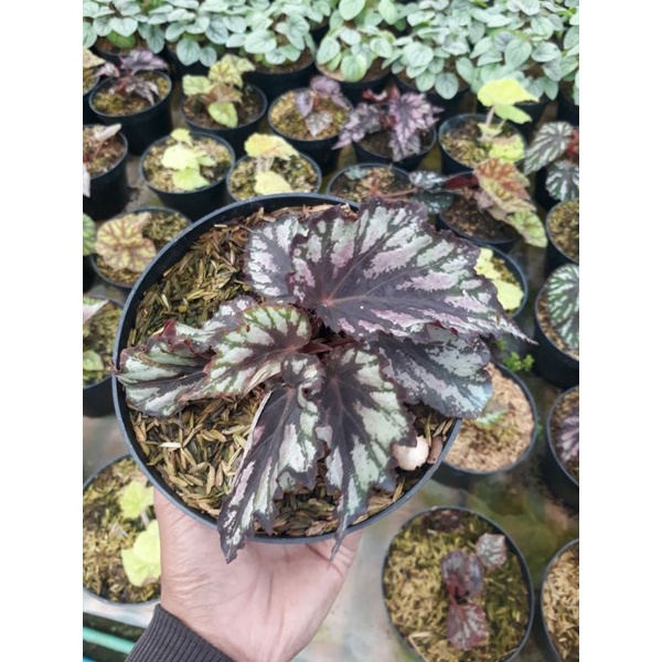 tanaman hias begonia black zigzag / begonia rex