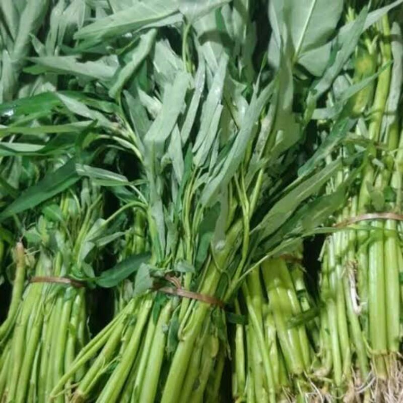 

sayur kangkung / kangkung rumbah 1 ikat murah