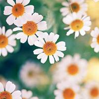 shabarcollecstore1990