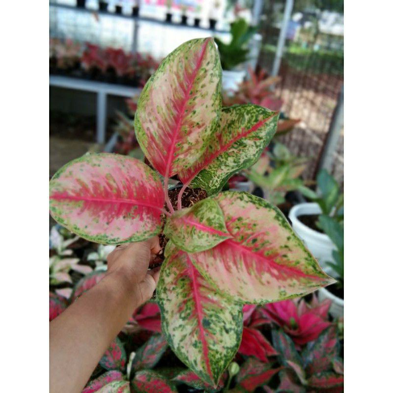 aglaonema sweet dream dewasa