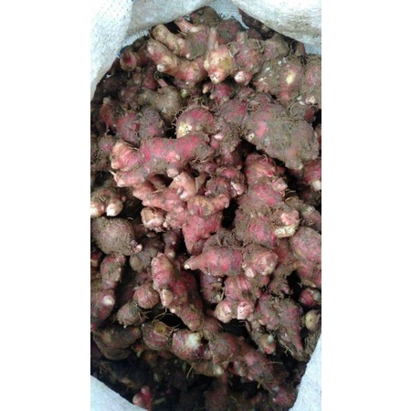 

JAHE MERAH 1KG
