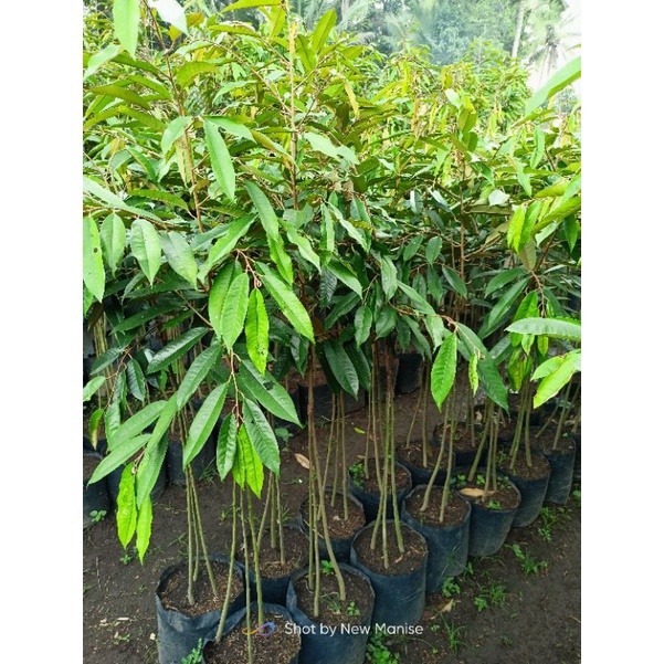 Bibit durian oche kaki 3 spesial packing kayu