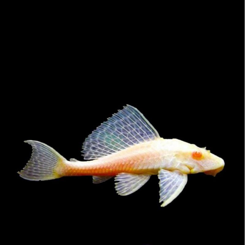 Ikan hias sapu sapu albino pembersih aquarium
