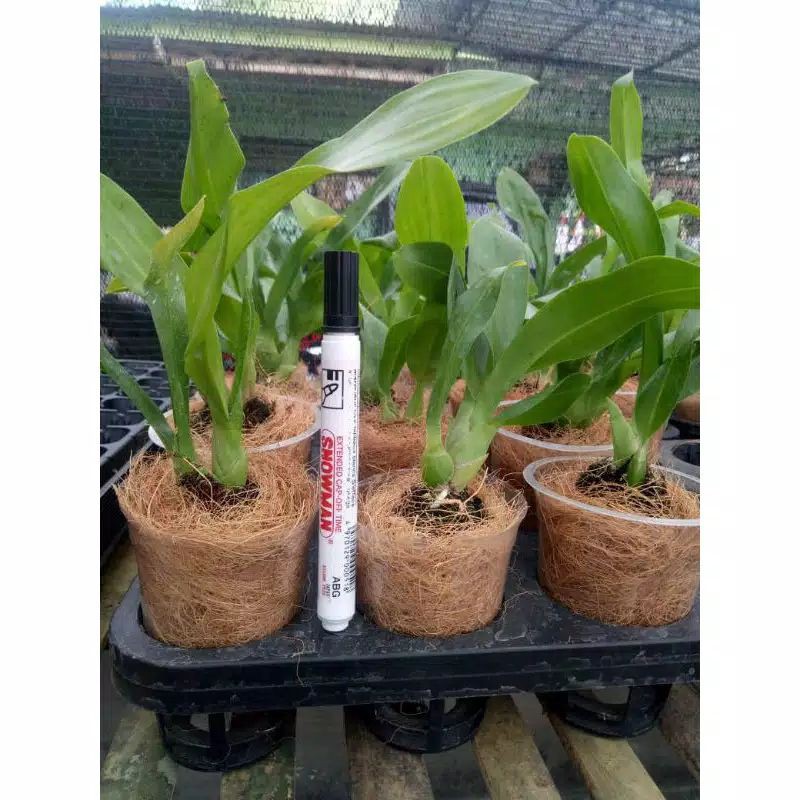 anggrek grammatophyllum pra remaja
