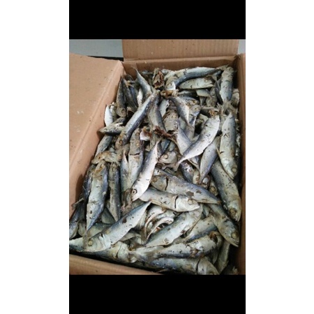 

gembung rebus 1kg =57000√