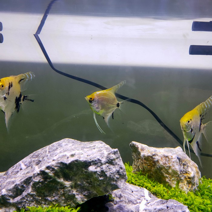 manfish 3 colour ikan hias aquarium aquascape