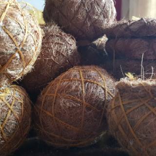 Kokedama pot sabut kelapa Shopee Indonesia Kokedama pot sabut kelapa Shopee Indonesia