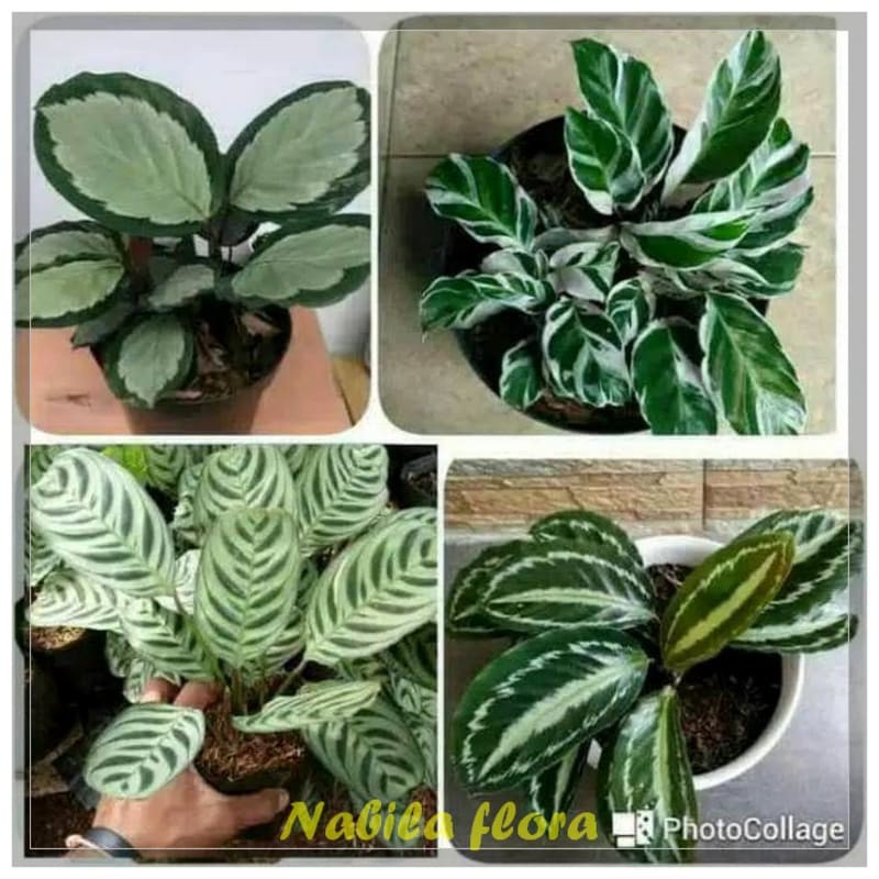 Paket 4 Tanaman Hias Chalatea - Tanaman Calatea - Tanaman Indoor murah