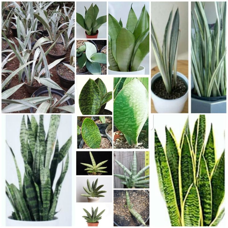 Paket murah 7 jenis tanaman sansevieria lidah mertua snake plan sukulen kaktus monstera janda bolong