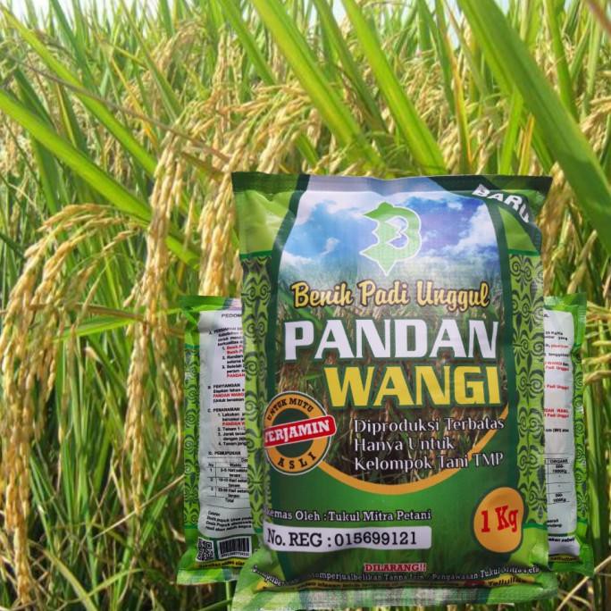 promo Benih Padi Pandan Wangi Super