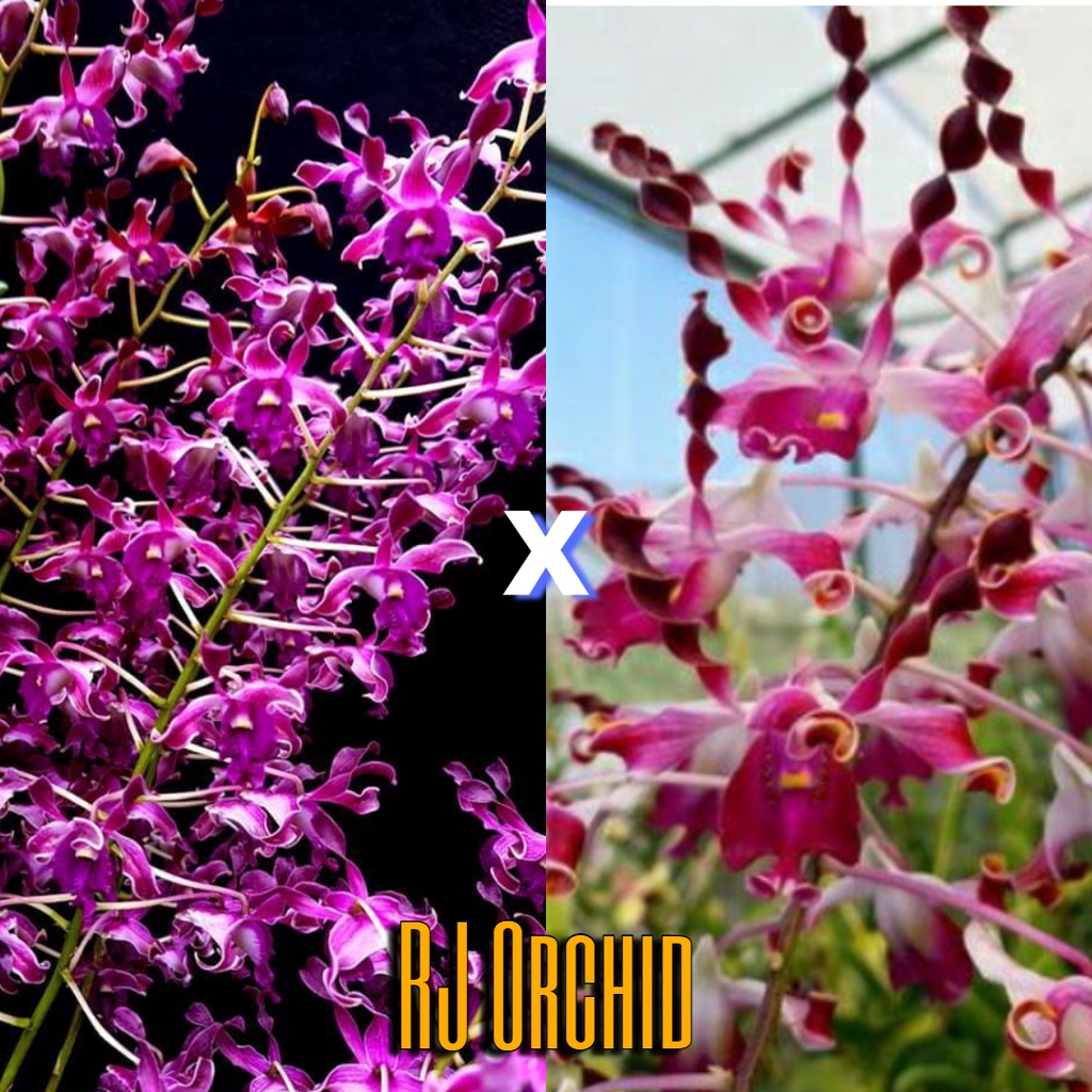 Sedling Dendrobium Rums Beauty x Kraikan Sirinungsi