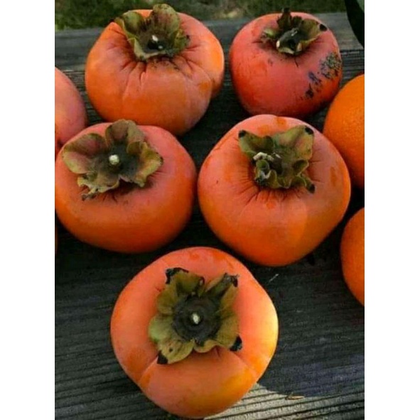 bibit kesemek Jepang