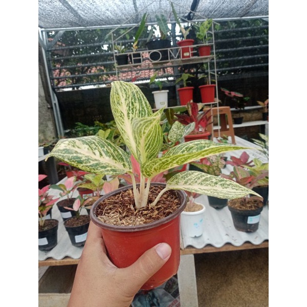 Aglonema white legaci / remaja