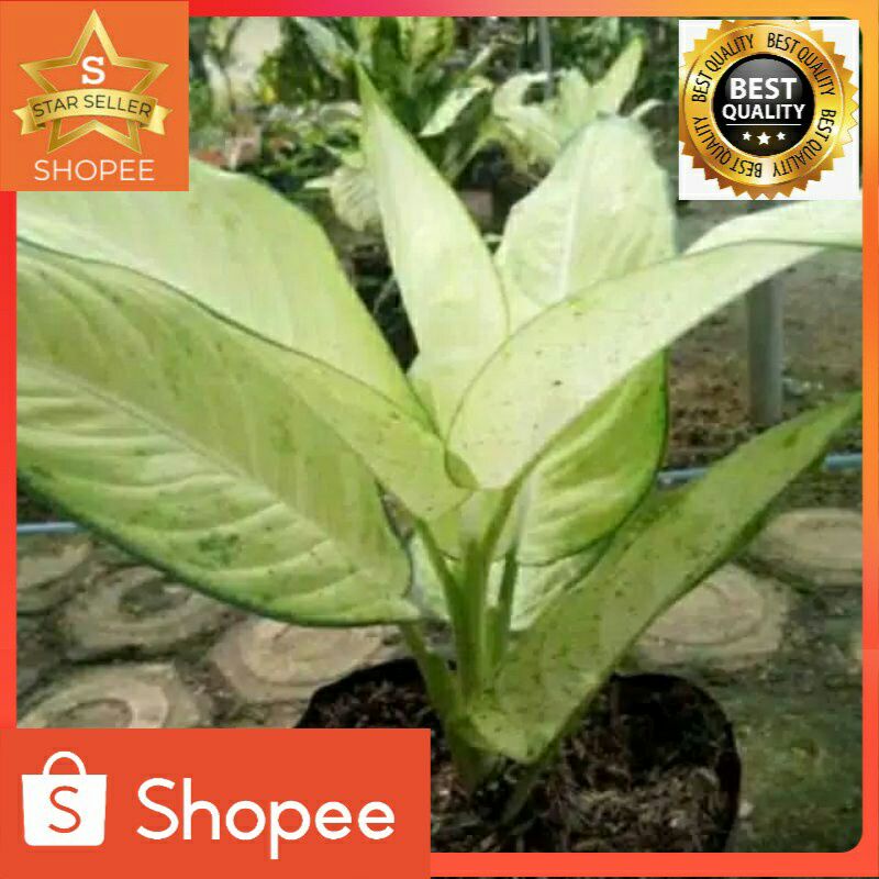 Tanaman hias blanceng susu-pohon hias blanceng susu-blanceng susu