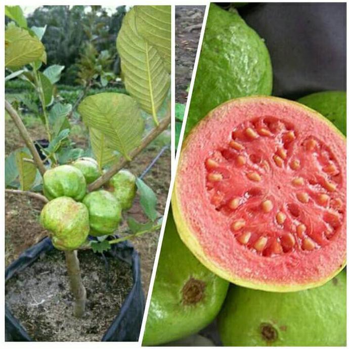 Bibit Jambu Biji Merah (Jambu Buavita) Back