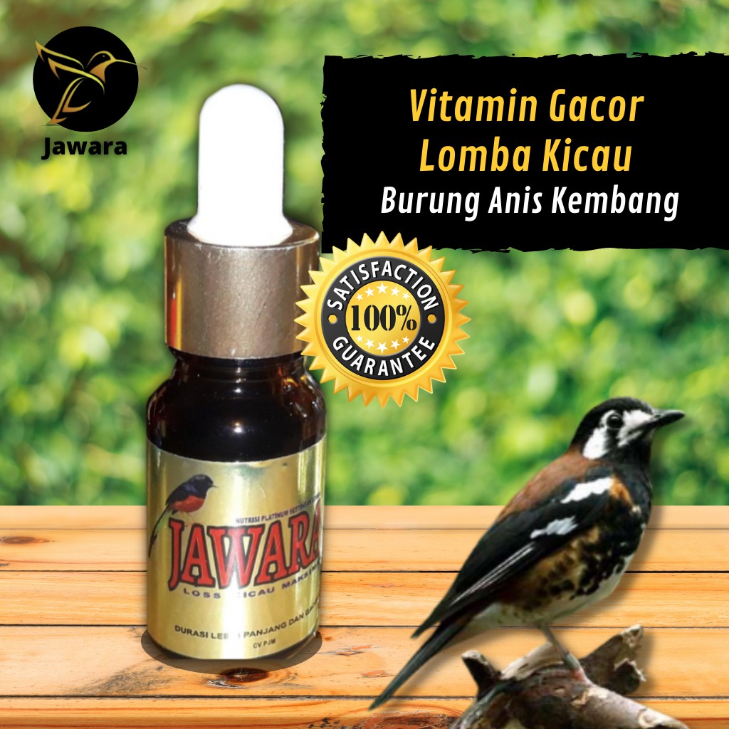 JAWARA Vitamin Gacor Lomba Kicau Burung Anis Kembang