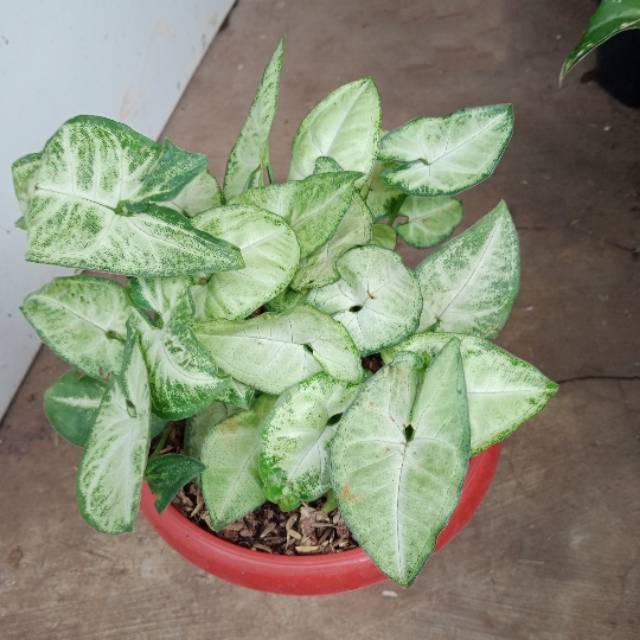 Tanaman Hias Agronema