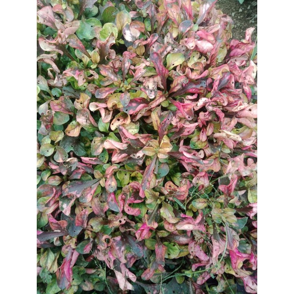 criminil tanaman aquarium paludarium