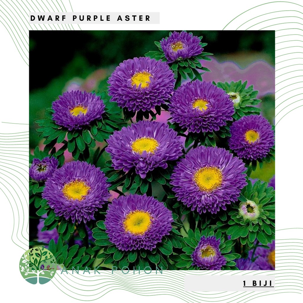 Benih Bibit Biji - Bunga Dwarf Purple Aster Flower Seeds - IMPORT