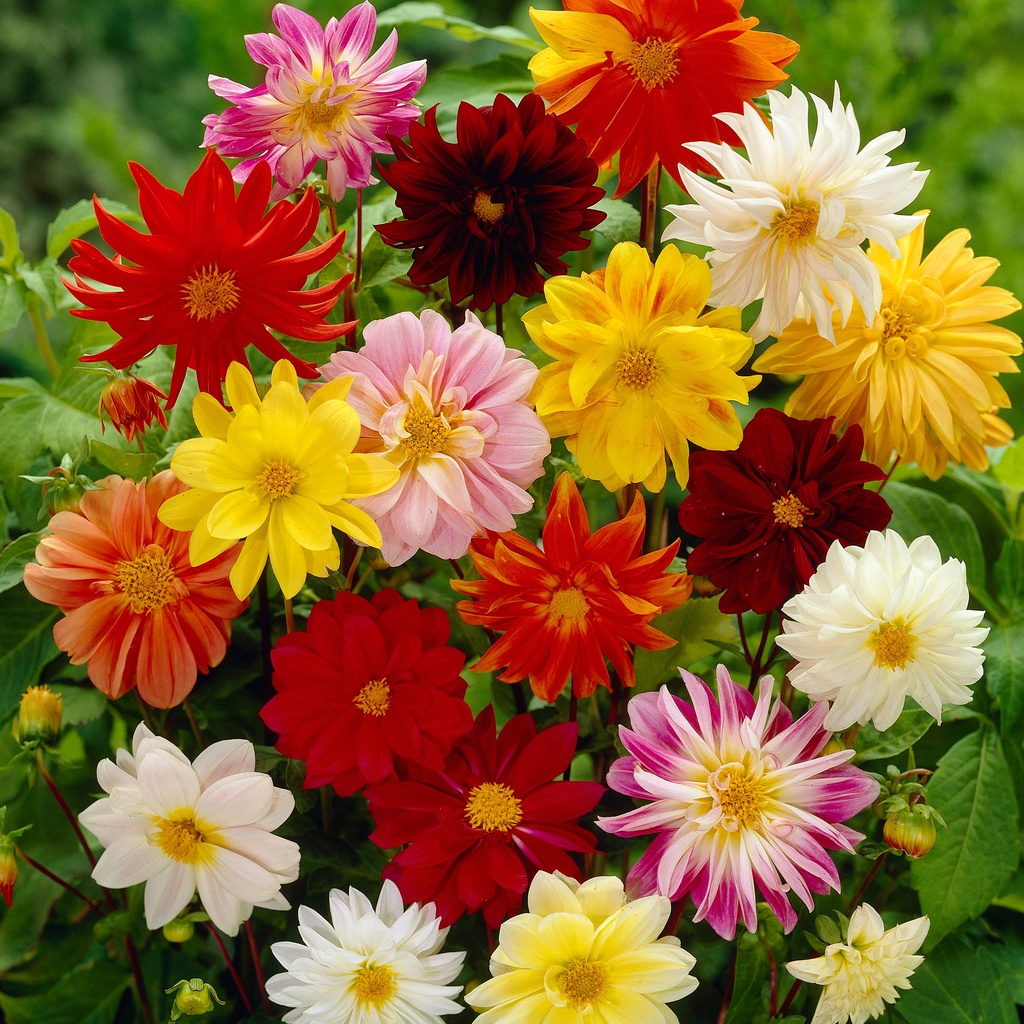 Benih Bibit Biji - Bunga Dahlia Unwins Dwarf Mix Flower Seeds - IMPORT