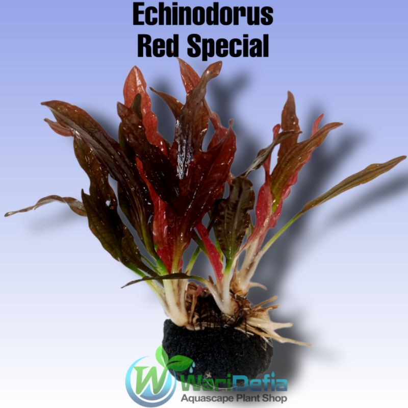 Echinodorus Red Special Tanaman Aquascape Wabikusa