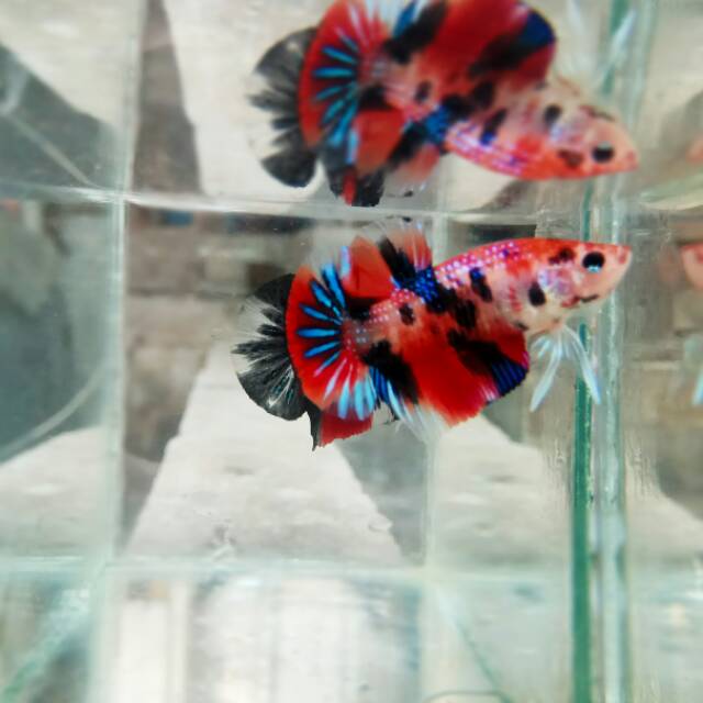 anakan cupang koi galaxy multy color ,warna masih naik/mutasi,ikan sesuai pic