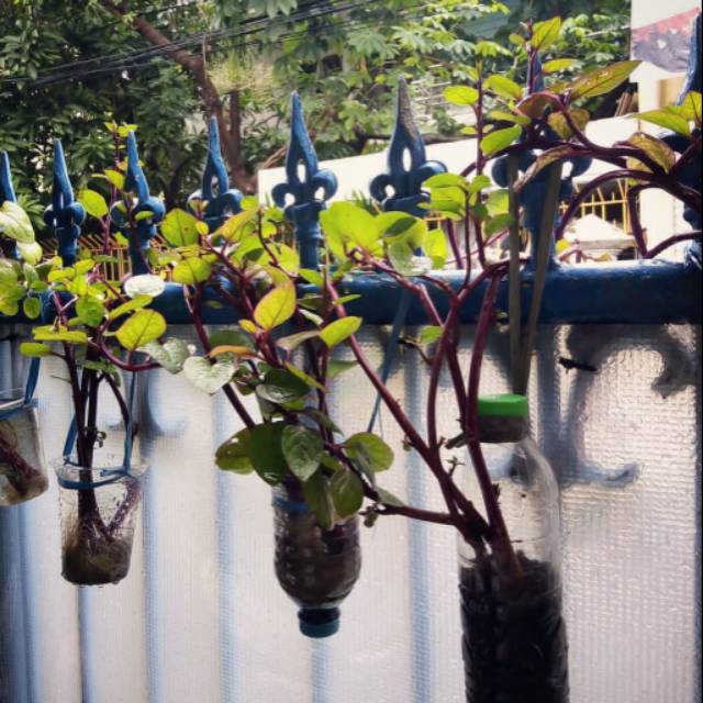 Tanaman binahong - bibit tanaman binahong ungu - pohon herbal binahong