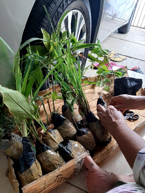 Bibit Tanaman Sereh Masak Bumbu Dapur
