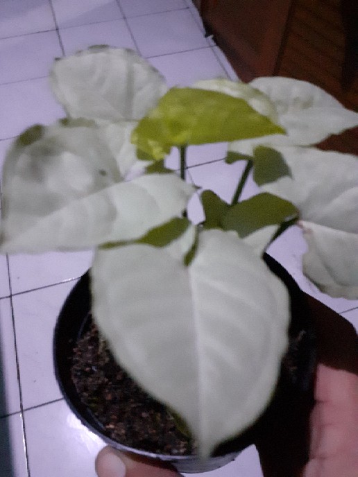 Tanaman Hias Syngonium Salju