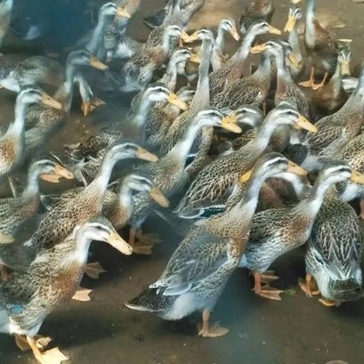 TELUR BEBEK HIAS ALABIO UNTUK DITETASKAN FERTIL ASLI