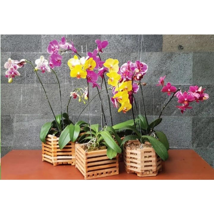 POT KAYU ANGGREK 4 INCH 10CM pot gantung anggrek vanda tanaman hias