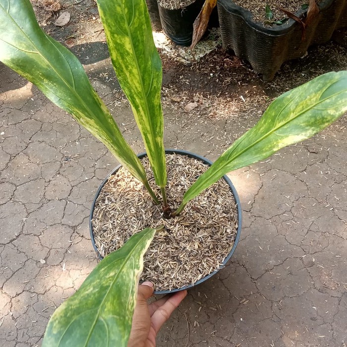 Tanaman Hias Indoor Anthurium Keris Variegata - Anthurium Keris