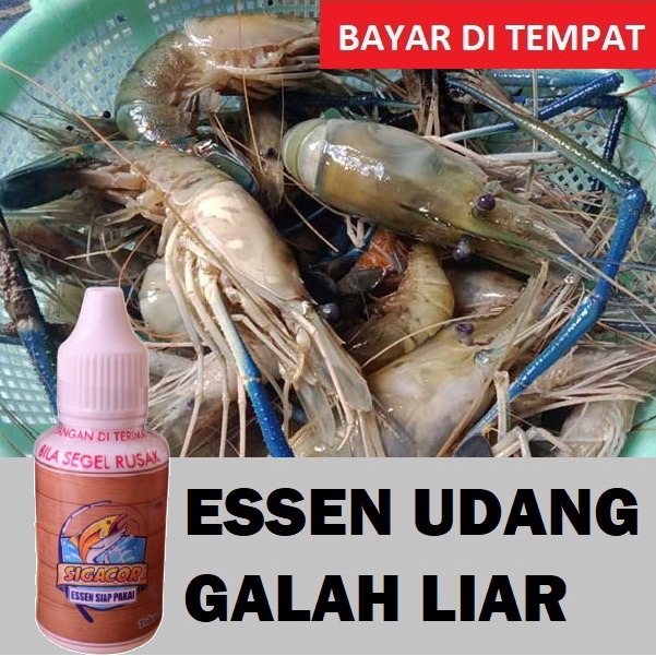 ESSEN PANCING UDANG GALAH LIAR PALING JITU