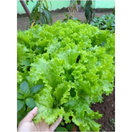 Jual Benih Bibit Sayur Sayuran Selada Lettuce / Selada air Hidroponik Paket Sayuran Organik Murah
