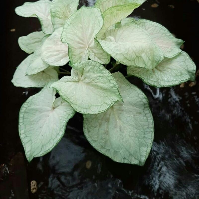 Bonggolan Caladium Jaguar putih/Bunga Hias kaladium Jaguar white/Keladi putih/Kaladi SALE