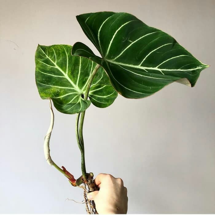 Tanaman Hias Philo Gloriosum - Philodendron Gloriosum