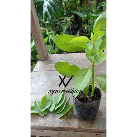 Tanaman Herbal Sambung Nyawa