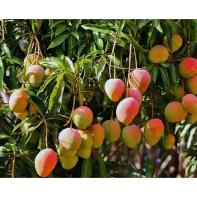 Super Bibit Pohon Mangga Gedong Gincu A1