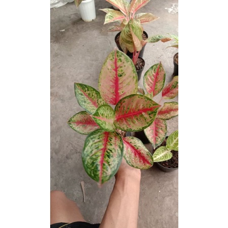 aglaonema sweet dream