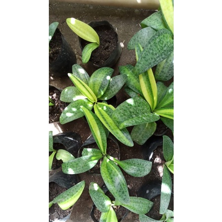 Tanaman hias lidah katak var kuning