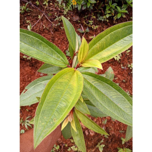 

Daun senggani 250 gram